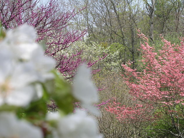 Springtime in the Backyard