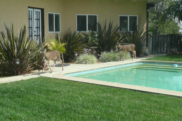 Even the deer visit