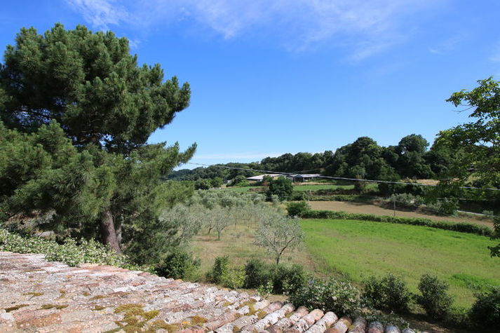 ViewSummer