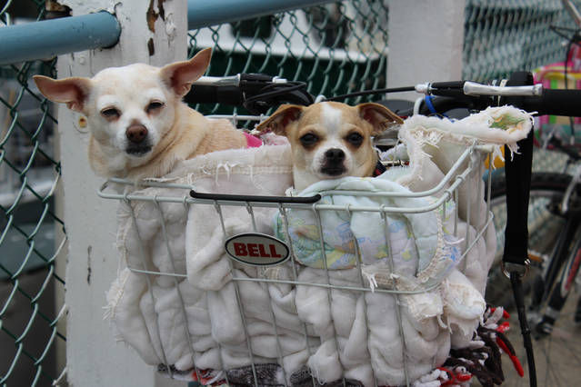 Dogs Welcome (Small-Medium Size)