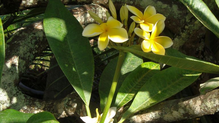 Aloha and Welcome to kehena Kai