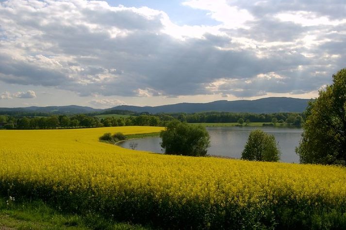 ViewSummer