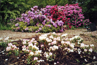 GardenSummer