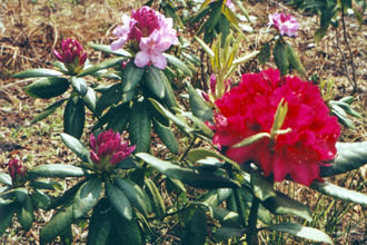 GardenSummer