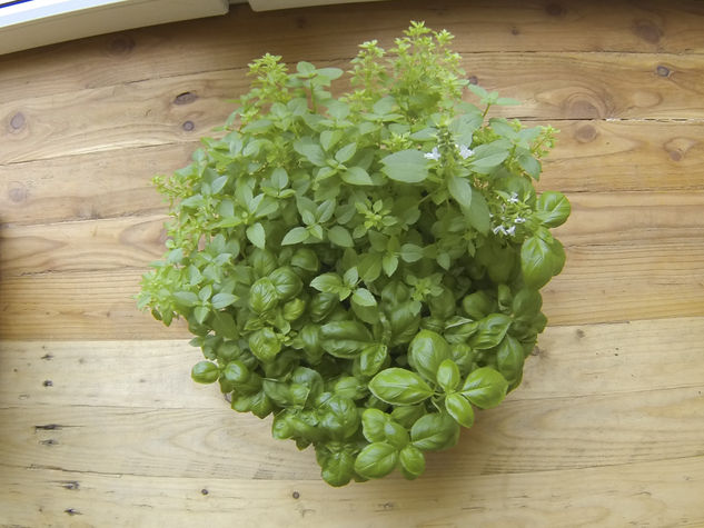 Fresh herbs at hand