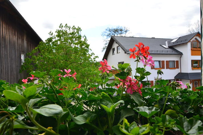 ViewSummer