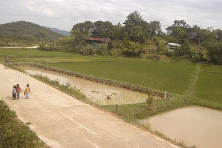 Paddy field in front of the House