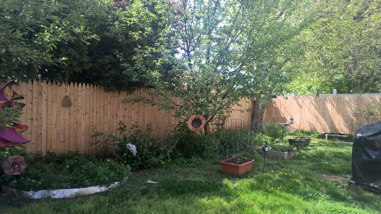 Back yard